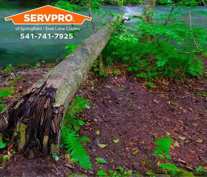 A tree has fallen over during a windstorm.