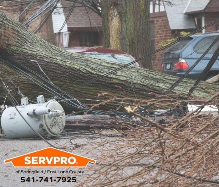 Powerlines and a large tree are down after a summer storm.