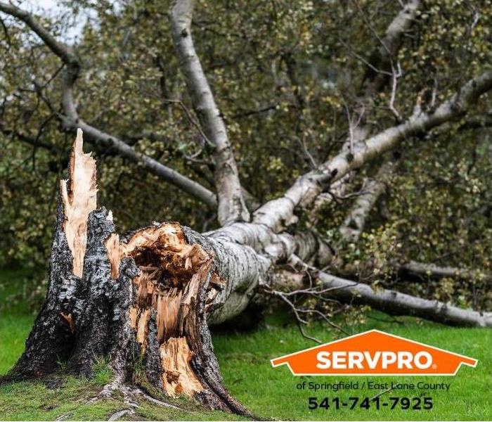 A large tree is blown over during a storm.