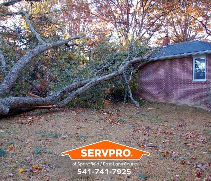 A tree has fallen on a house.