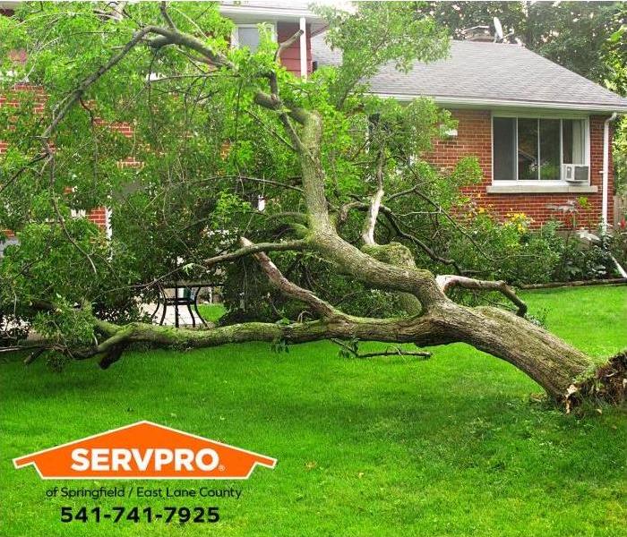 A fallen tree in the backyard of a house